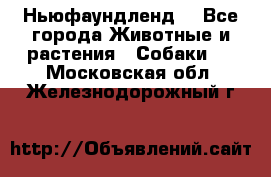 Ньюфаундленд  - Все города Животные и растения » Собаки   . Московская обл.,Железнодорожный г.